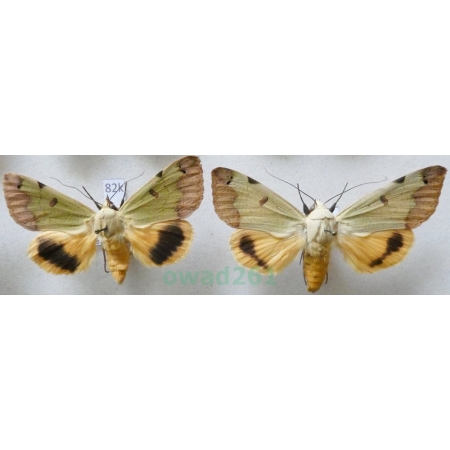 Ophiusa tirhaca (Cramer, 1773) pair ex. ovo Croatia82k